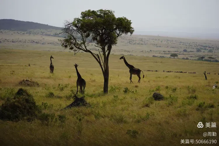 坦桑尼亚行之二塞伦盖蒂